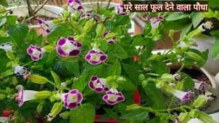 Torenia plant care  about torenia plant  perennial flowering plant  how to grow torenia plant [upl. by Enitsej]