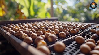 Why Macadamia Nut Is So Expensive  Harvesting Macadamia Nuts in America [upl. by Einre485]