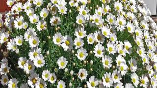 Marguerite Daisy Plant [upl. by Scrivings288]