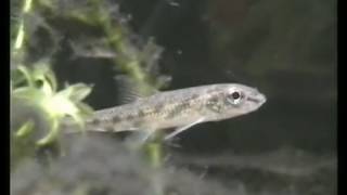 My juvenile Gudgeon in Cold water fish tank Gründling im Aquarium 33 [upl. by Inavoy]