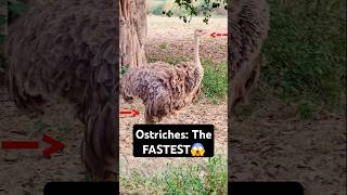 Ostriches The FASTEST Birds on TWO Legs short viral [upl. by Weissberg472]