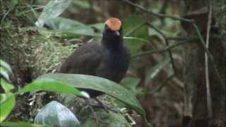 Formicarius colma  Galinhadomato  Rufouscapped Antthrush [upl. by Biles121]