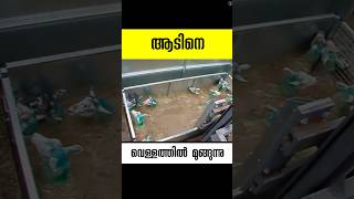 ആടിനെ മുക്കുന്ന വെള്ളം sheep dip malayalam facts shorts [upl. by Nevaed]