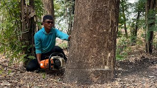 Fastest skill cutting down trees with strongest chainsaw ‼️ [upl. by Atiloj]