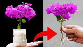 CREATE a FLOWER FOREST from a SINGLE Bougainvillea Branch in RECORD TIME [upl. by Earas]