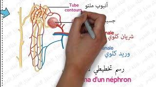 درس الإبراز البولي مستوى الثالثة إعدادي الجزء الثالث و الأخير  Excrétion urinaire 3AC SVT [upl. by Landrum]