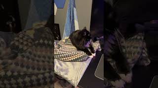 Dozer update Cat Heating Pad Review [upl. by Dorca484]