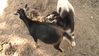 Goats Mating [upl. by Asiar]