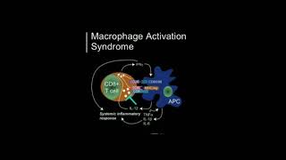 🍁 Macrophage Activation Syndrome 🍁 [upl. by Mattland340]