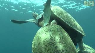 Amazing Sea Turtle Mating Footage [upl. by Dar]