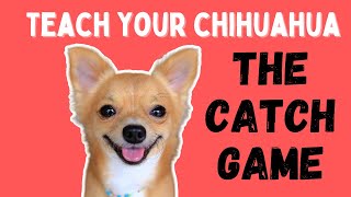 Teach your Chihuahua the Catch Game [upl. by Nalehp692]