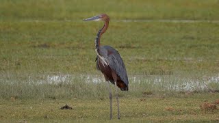 Goliath Heron the worlds largest living heron [upl. by Ardnassela471]