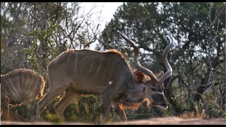 BORN WILD  Bowhunting South Africa [upl. by Pascia]