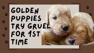 14 Golden Retriever Puppies enjoy their first puppy gruel  3 week old golden puppies weaning [upl. by Anenahs]