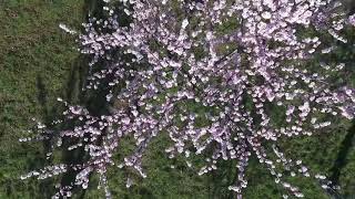 So schön blühen die Mandelblüten in Gimmeldingen [upl. by Enaamuj429]