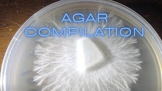 How to Make Agar to Clone Grow Mushroom MEA MYA No Pour Jar Petri Dish Rhizomorphic Mycelium Spores [upl. by Aiuqes]