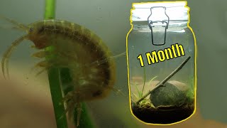 Woodland Stream Ecosphere  1 Month update Where is the parasite [upl. by Roldan]