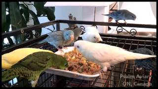 Lineolated Parakeets love fresh foods [upl. by Jago]