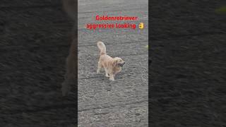 Aggressive looking labradorretreiver subscribeyoutubeshorts shortsvideo shortsvideo reels dg [upl. by Damalas567]