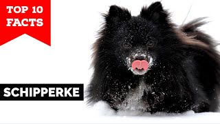 Schipperke  Top 10 Facts [upl. by Nora55]