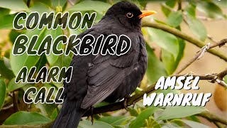 Blackbird Alarm Call birds birdsounds [upl. by Devora670]