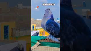 Lakkha kabutar youtube video viral pigeon shortvideos viralvideo shorts [upl. by Leahcim49]