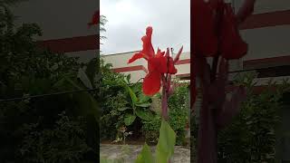 Canna plant  Short 174  Beautiful Garden [upl. by Leone]