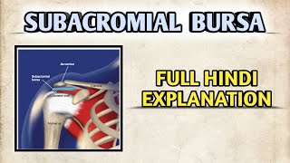 quotSUBACROMIAL BURSAquot Anatomy  HINDI EXPLANATION  MEDICO [upl. by Finella]