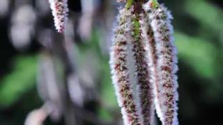 La flor de Bach Álamo  Aspen [upl. by Htidirem]