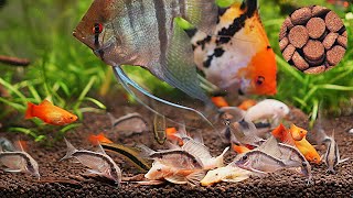 Feeding Time in the Tropical Tank Corydoras amp Friends  Ep1 [upl. by Nerra]