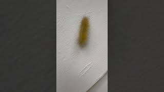 Never seen a Blonde Woolly Bear before and watch it poop [upl. by Nevin]