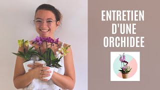 Tout sur lentretien dune orchidée Comment les faire pousser à la maison ou en appartement [upl. by Arres]