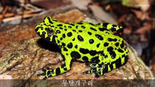 무당개구리 울음소리Firebellied toadsound국립환경과학원 [upl. by Merna]