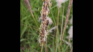 MORNING for HARVESTING insects bee harvest nectar pollen grass morning insecthabitat grass [upl. by Idahs925]