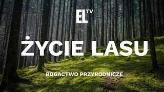 Życie lasu – bogactwo przyrodnicze [upl. by Ecnaralc]