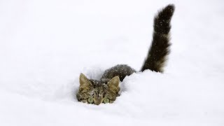 The Best Of Funny Cats Discovering and Playing in Snow NEW [upl. by Yelsew]