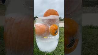 Why is this done to pumpkins  trendingfacts viralfactsvideo amazingsfacts [upl. by Aicatan723]