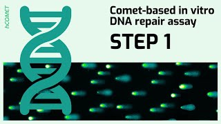 STEP 1 Preparation of substrate cells  Cometbased in vitro DNA repair assay [upl. by Hayarahs]