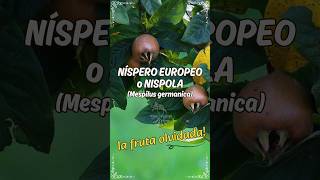 Níspero europeo o Nispola Mespilus germanica Increíbles beneficios [upl. by Artemus]