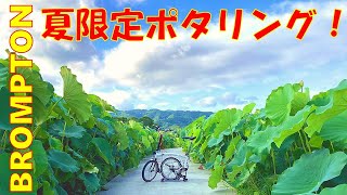 【ブロンプトンと夏を楽しく過ごす方法】夏限定のポタリング！レンコン畑の絶景の向こうには…⁉～Field of Dreams with BROMPTON bicycle～ [upl. by Marleah]