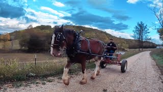 Clydesdale’s FIRST TIME Pulling A Cart [upl. by Anaylil]