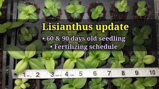 LISIANTHUS update 2022  Fertilizing schedule [upl. by Ainos]