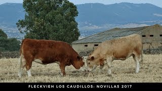 Novillas Simmental Fleckvieh [upl. by Tersina]