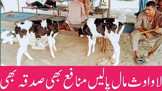 Cow Baby price in panjab  Pashu Mandi Ali Best [upl. by Eppesuig491]