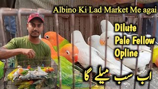 Sunday Birds Market Latest Update Orangi Town Birds Maket 20Nov2023 [upl. by Oremoh]