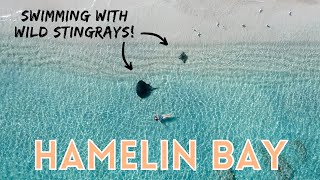 HAMELIN BAY amp CAPE LEEUWIN  Wild Stingrays amp Forest Driving [upl. by Purcell]