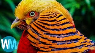 Top 10 Most Stunningly Beautiful Birds in the World [upl. by Nellak]