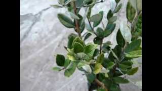 Feijoas finally planted [upl. by Alat]