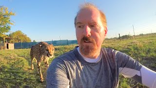 Turning Your Back To Leopards amp Cheetahs  BIG CATS Show Their Predatory Nature Part 2 [upl. by Higley471]