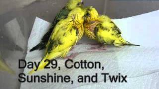 Parakeet Babies From Egg to Flight in 40 Dayswmv [upl. by Greysun658]